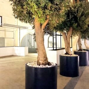 وعاء أوريا لزراعة النباتات