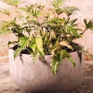 وعاء غرس الزرع المنجرف